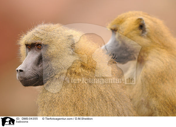 baboons / DMS-04355