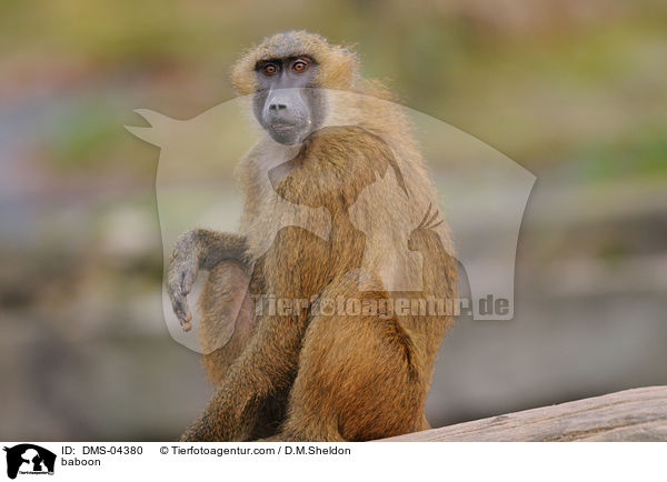 Guinea-Pavian / baboon / DMS-04380