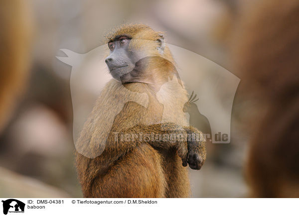 baboon / DMS-04381