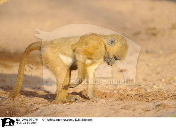 Guinea baboon / DMS-07076