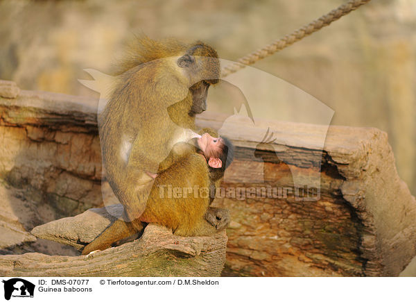 Guinea baboons / DMS-07077