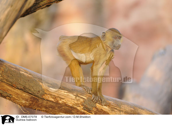 Guinea-Pavian / Guinea baboon / DMS-07078