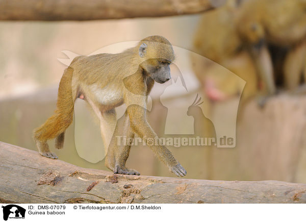 Guinea baboon / DMS-07079
