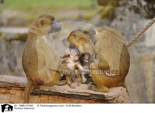 Guinea-Paviane / Guinea baboons / DMS-07080