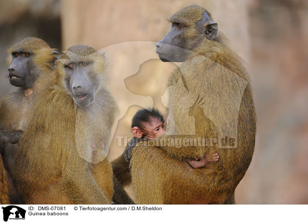 Guinea baboons / DMS-07081