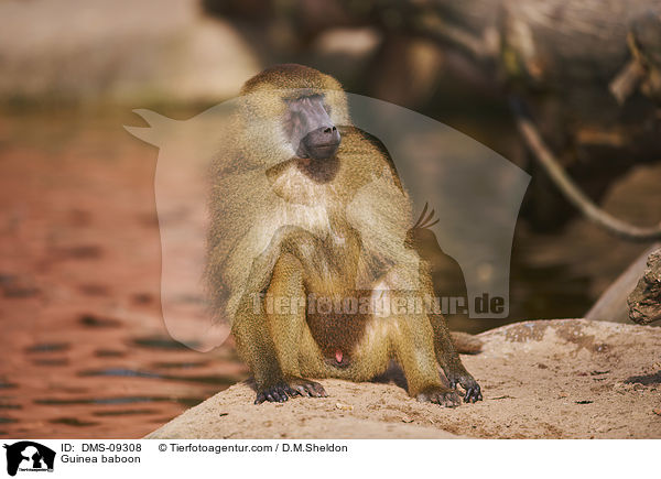 Guinea baboon / DMS-09308