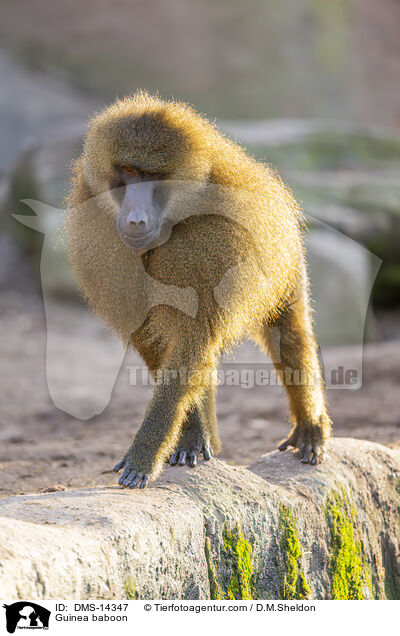 Guinea-Pavian / Guinea baboon / DMS-14347