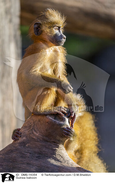 Guinea-Pavian / Guinea baboon / DMS-14354