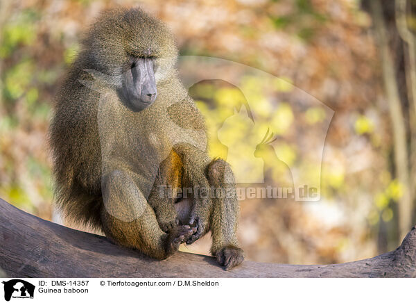 Guinea-Pavian / Guinea baboon / DMS-14357