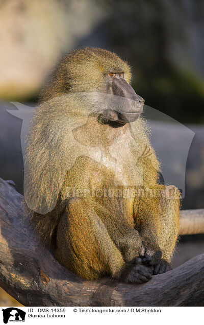 Guinea-Pavian / Guinea baboon / DMS-14359