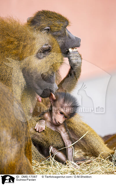 Guinea-Pavian / Guinea-Pavian / DMS-17087