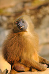 baboon