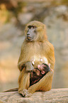 baboons