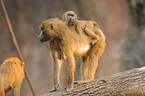 baboons