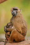 baboons