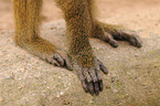 baboon