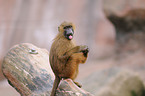 baboon