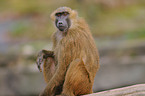 baboon