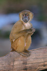 baboon