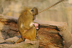 Guinea baboons