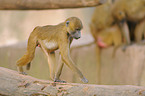 Guinea baboon