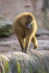 Guinea baboon
