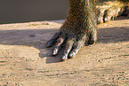 Guinea baboon