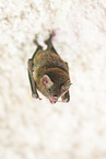 Lesser mouse-eared bat