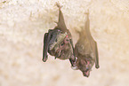 Lesser mouse-eared bat
