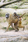 Guinea baboon