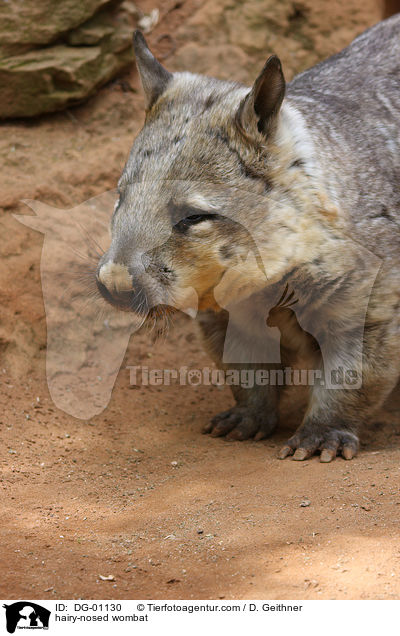 Haarnasenwombat / hairy-nosed wombat / DG-01130