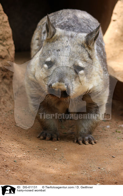 hairy-nosed wombat / DG-01131