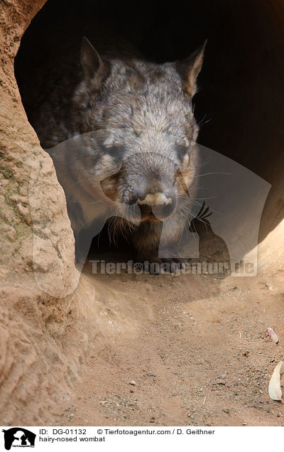hairy-nosed wombat / DG-01132