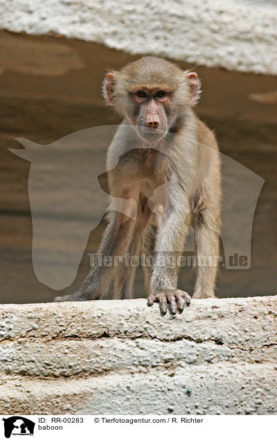 Mantelpavian / baboon / RR-00283