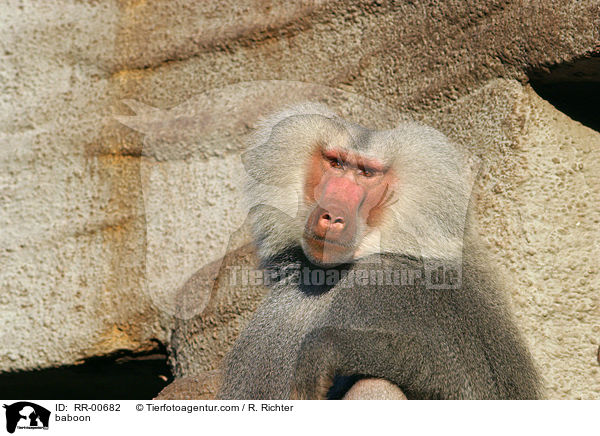 Mantelpavian Portrait / baboon / RR-00682