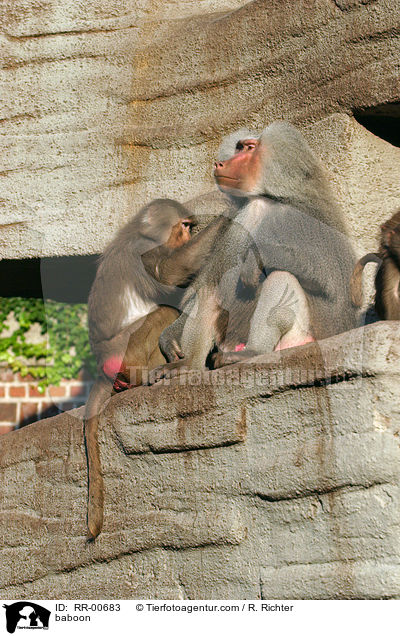 Mantelpavian Portrait / baboon / RR-00683