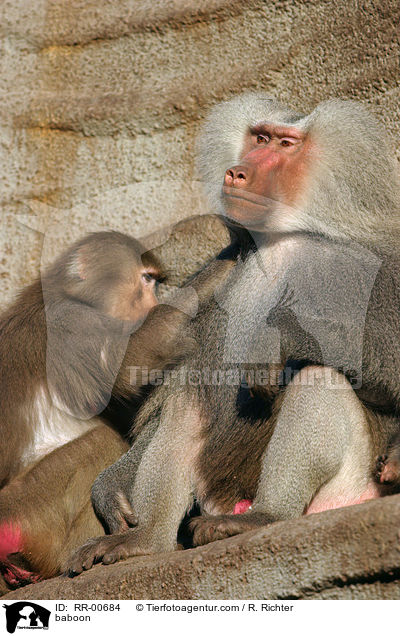 Mantelpavian Portrait / baboon / RR-00684