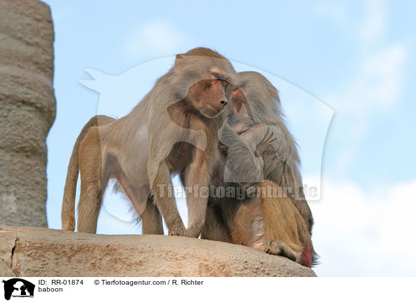 Mantelpavian / baboon / RR-01874