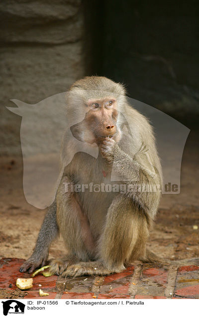 Mantelpavian / baboon / IP-01566
