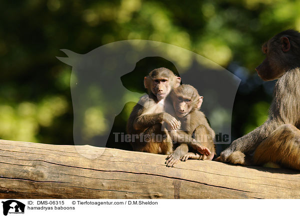Mantelpaviane / hamadryas baboons / DMS-06315