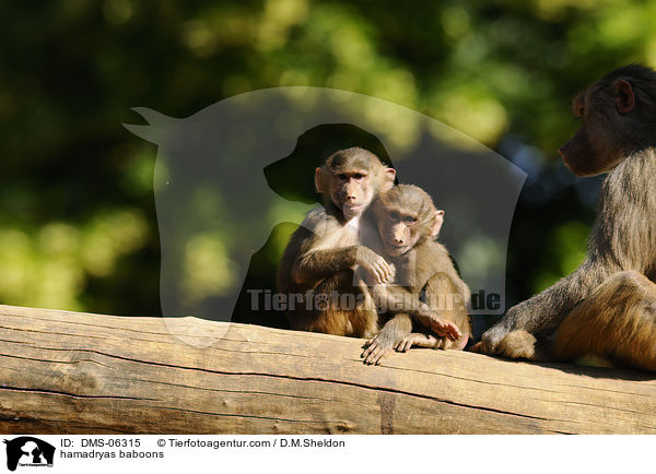 hamadryas baboons / DMS-06315
