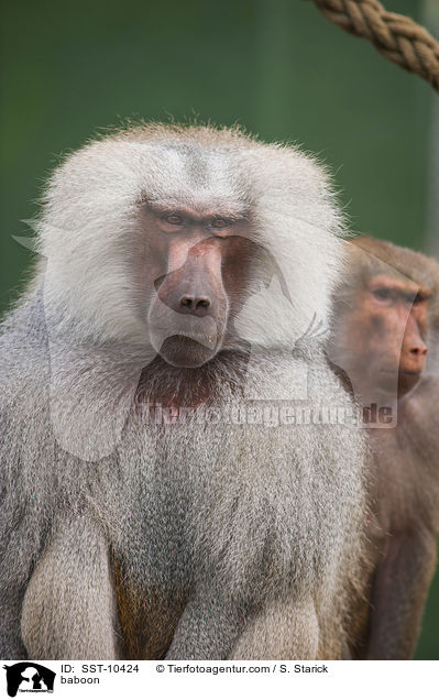 baboon / SST-10424