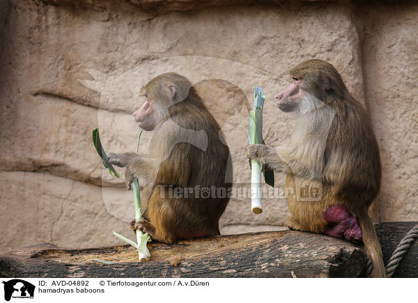 Mantelpaviane / hamadryas baboons / AVD-04892