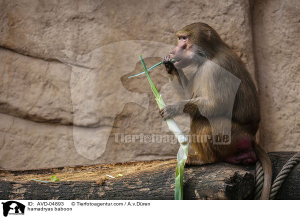 Mantelpavian / hamadryas baboon / AVD-04893