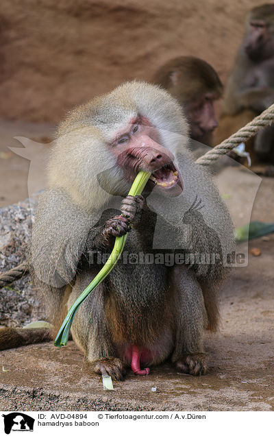 Mantelpavian / hamadryas baboon / AVD-04894