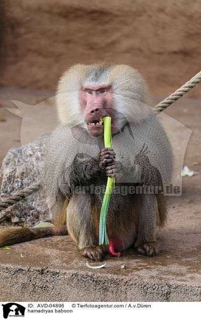 Mantelpavian / hamadryas baboon / AVD-04896