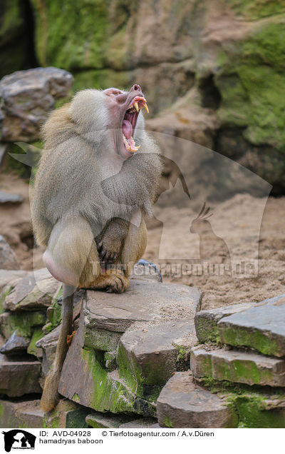 Mantelpavian / hamadryas baboon / AVD-04928