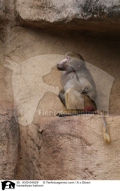 Mantelpavian / hamadryas baboon / AVD-04929