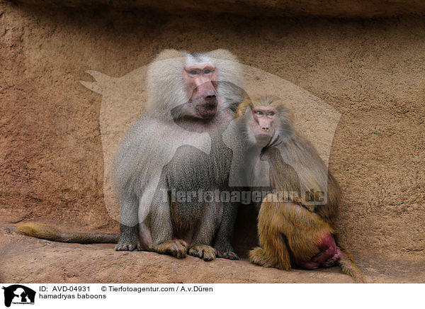 Mantelpaviane / hamadryas baboons / AVD-04931
