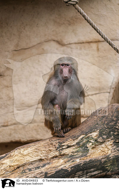 Mantelpavian / hamadryas baboon / AVD-04933